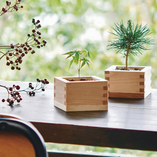 Bonsai Cultivation Set Japanese Black Pine / Japanese Maple