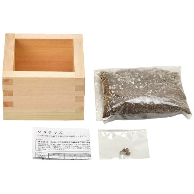 Bonsai Cultivation Set Japanese Black Pine / Japanese Maple