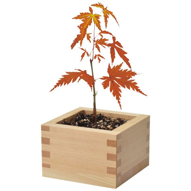 Bonsai Cultivation Set Japanese Black Pine / Japanese Maple