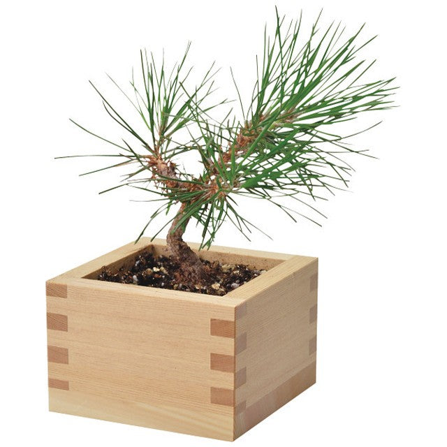 Bonsai Cultivation Set Japanese Black Pine / Japanese Maple